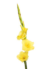 Yellow gladioli flowers