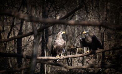 Two dark grey eagles in nature