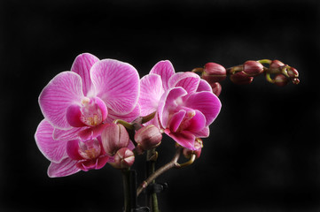 Fototapeta na wymiar Purple Phalaenopsis, moth orchid, flowers against black