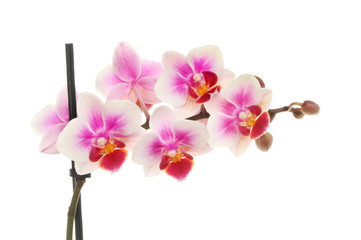 Fototapeta na wymiar Orchid flower spike