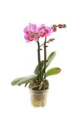 Naklejka na ściany i meble Orchid plant in a pot