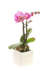 Orchid in a pot