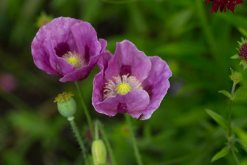 Fototapeta premium Lila Mohnblume mit Punken
