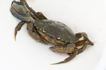 European shore crab fishing released