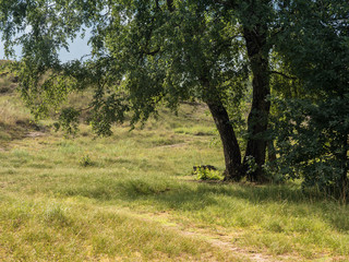 A place in the shade under a birch