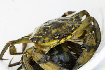 European shore crab fishing released