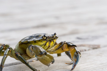 European shore crab fishing released