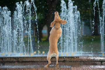 The dog dances with splashes of water
