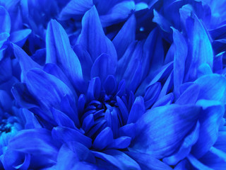 Floral blue beautiful background of Chrysanthemums. Wallpapers of blue flowers.  Closeup,  Nature.