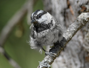 Cute little bird perched on a branch, Mountain Chickadee