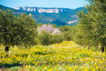 Olive trees in a row on plantation in Tarragona, Catalunya, Spain. Space for text.