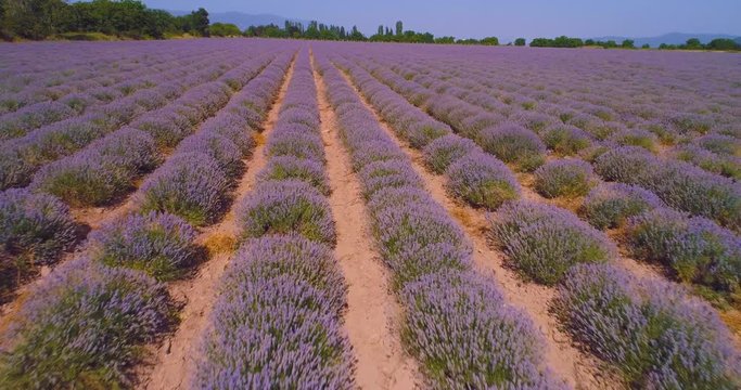 Lavender field from drone. Aerial video from above.