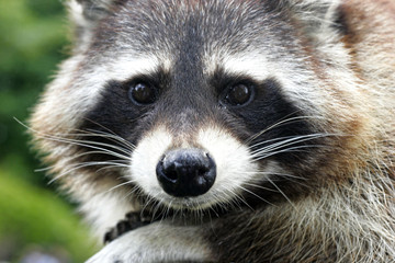 Waschbär von vorn