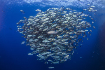 School of Bohar Snapper