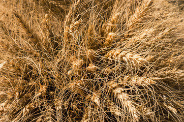Pile of ripened wheat after the autumn harvest