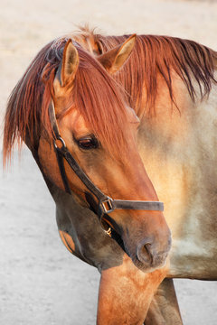 Red horse's face closeup photo.