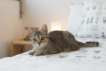 Curious cat sitting on the bed