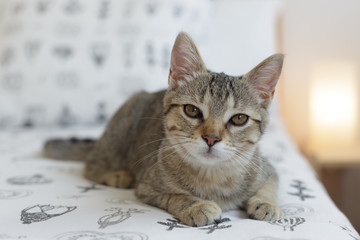 Curious cat sitting on the bed