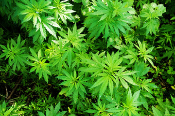 Wild agricultural hemp grows in the countryside