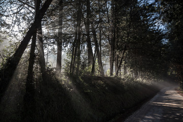 Powerful sunrays cutting through the mist on a road, in the midst of some trees in the shadows