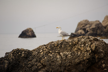Seagull on a rock by the sea