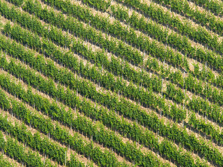 Vineyard diagonal pattern: Rows of grapevine on a steep hill