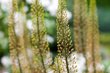 Fototapeta premium Eremurus, foxtail Lilly, dessert candles in the garden before blooming