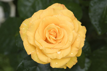 Жёлтая Роза