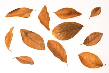 dry leaf  on white background