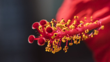 Hibiskus © rkbox