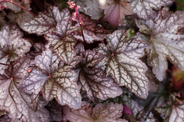 Perennial plant Heuchera micrantha in the garden. Foliage purple background