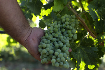 Grapevine Wine Sardinia
