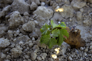 Grapevine Wine Sardinia