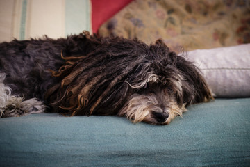Old dog sitting on the couch