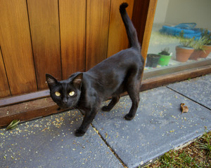 Curious black cat outside by the doorstep