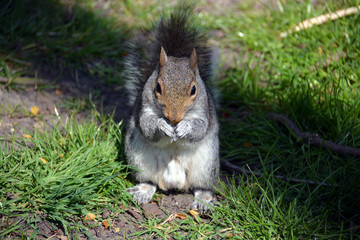 Naklejka na ściany i meble Squirrel in Hyde park, London