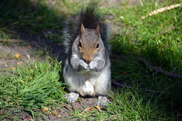Squirrel in Hyde park, London