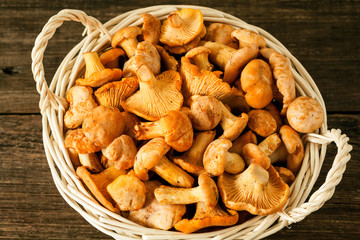 Raw wild mushrooms chanterelle in basket on rustic wooden table