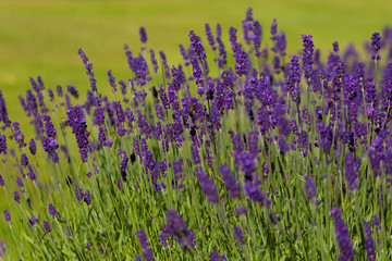 Lavendel Busch mit Bienen
