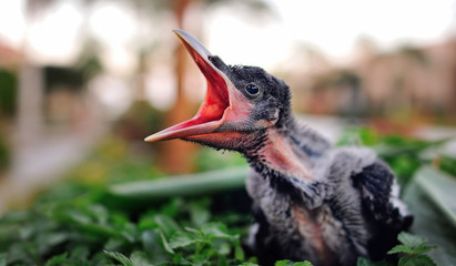 Baby bird. Chick with open beak. close-up 