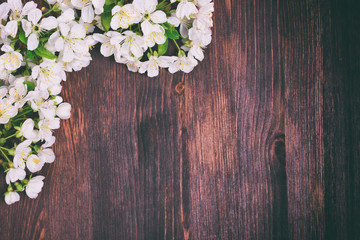 Blooming cherry branch with white flowers