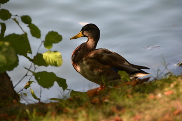 duck by the lake