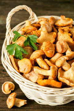 Raw wild mushrooms chanterelle in basket on rustic wooden table