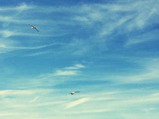 seagulls flying in blue sky