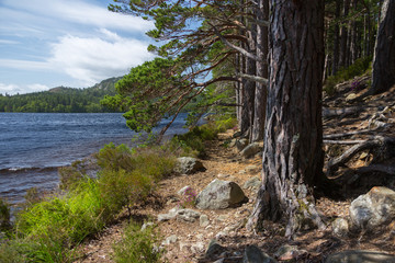 Baumallee im Wald mit Blick zum See