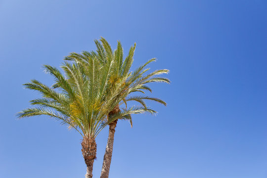 Two isolated date palm trees against blue sky with copyspace for text for example as background for a postcard