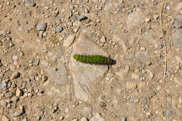 grüne Raupe