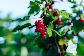 Johannisbeere am Strauch