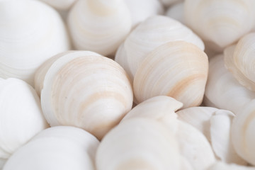 Fototapeta na wymiar white Seashells