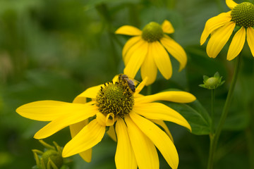 gelbe Blume mit Biene